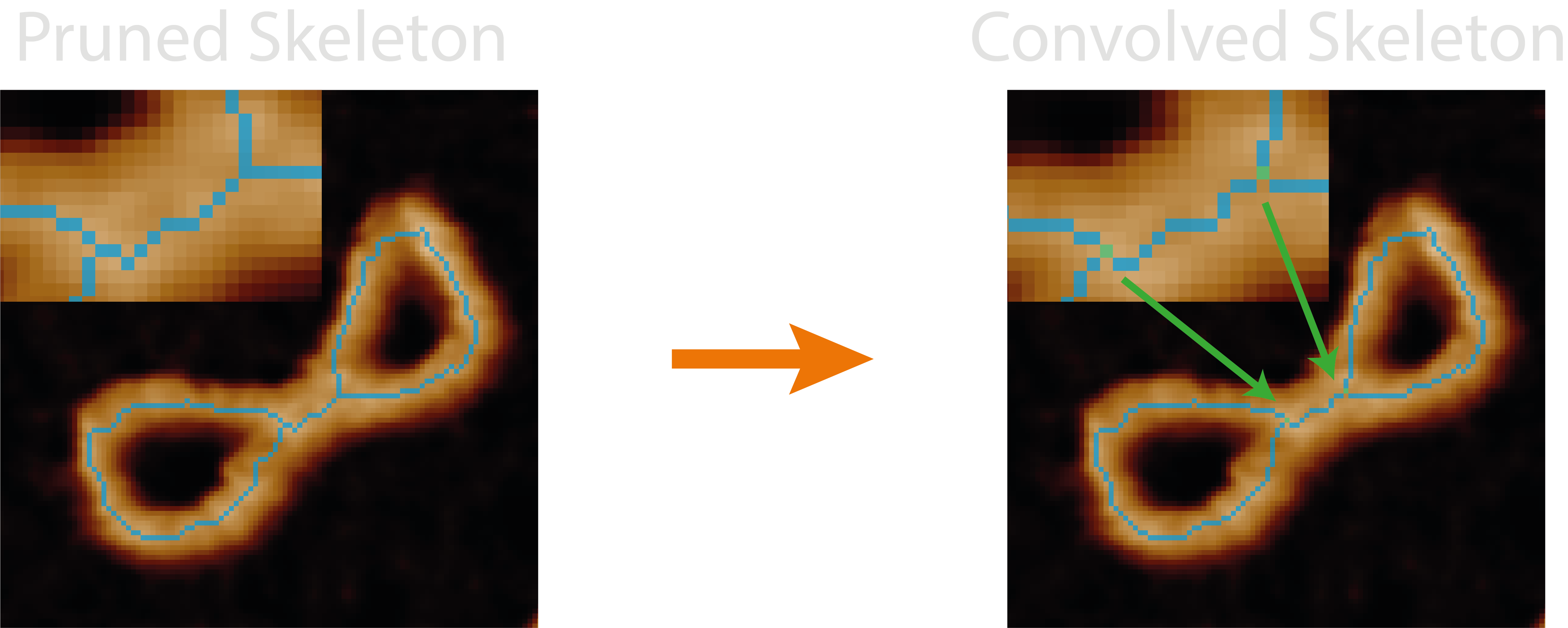 skeleton to convolved skeleton image