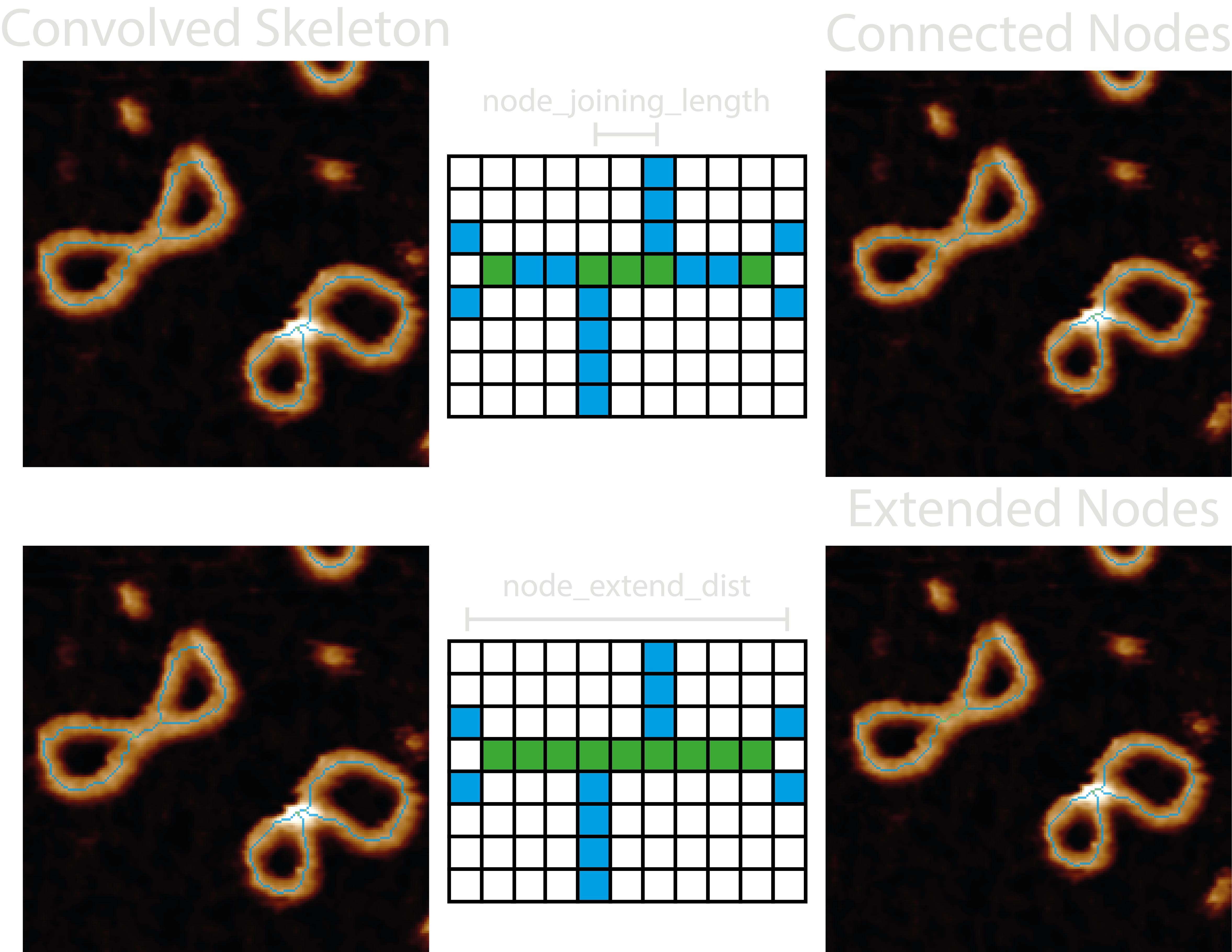 convolved skeleton to nodes image