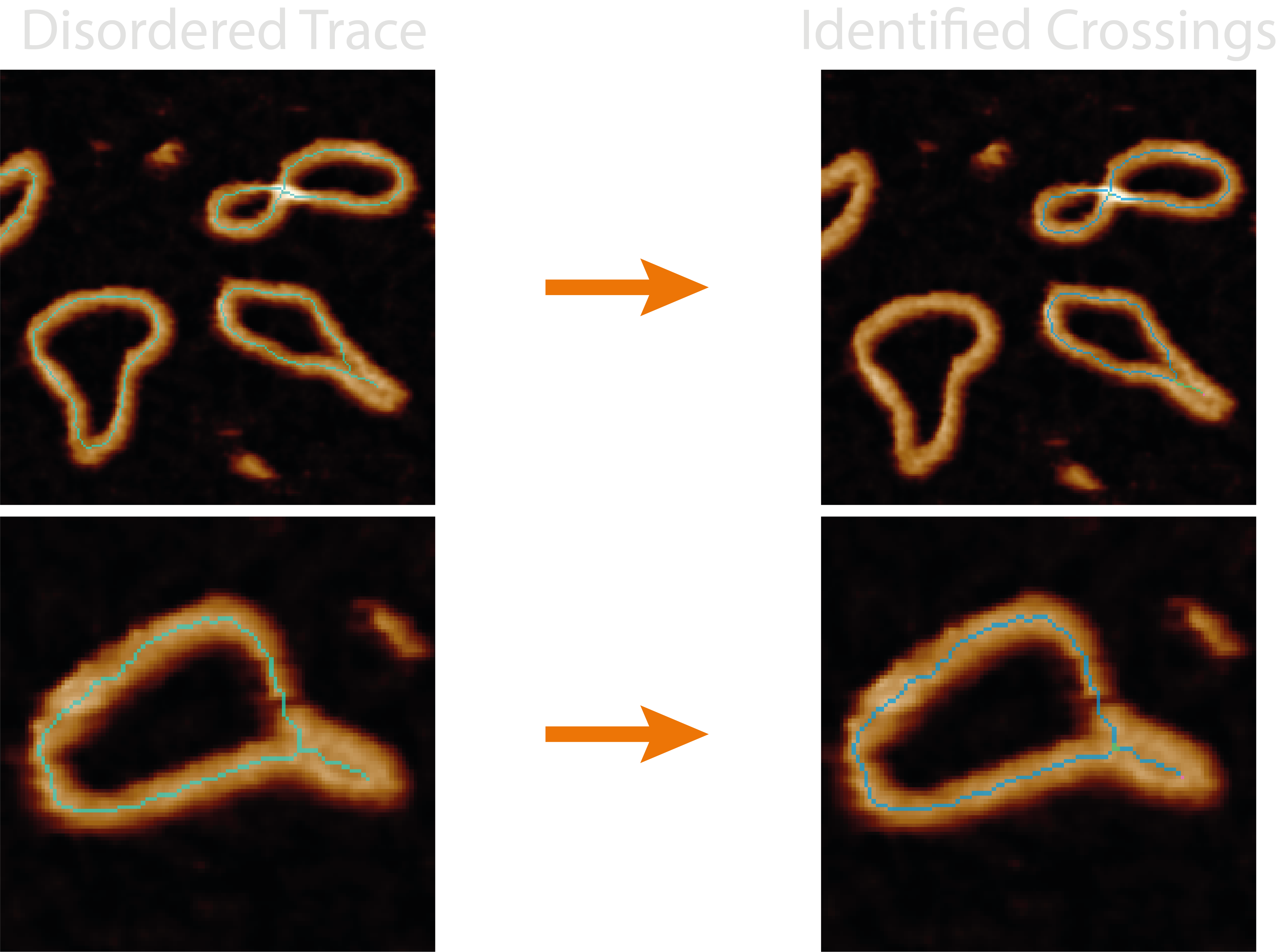object skeleton with highlighted crossing points