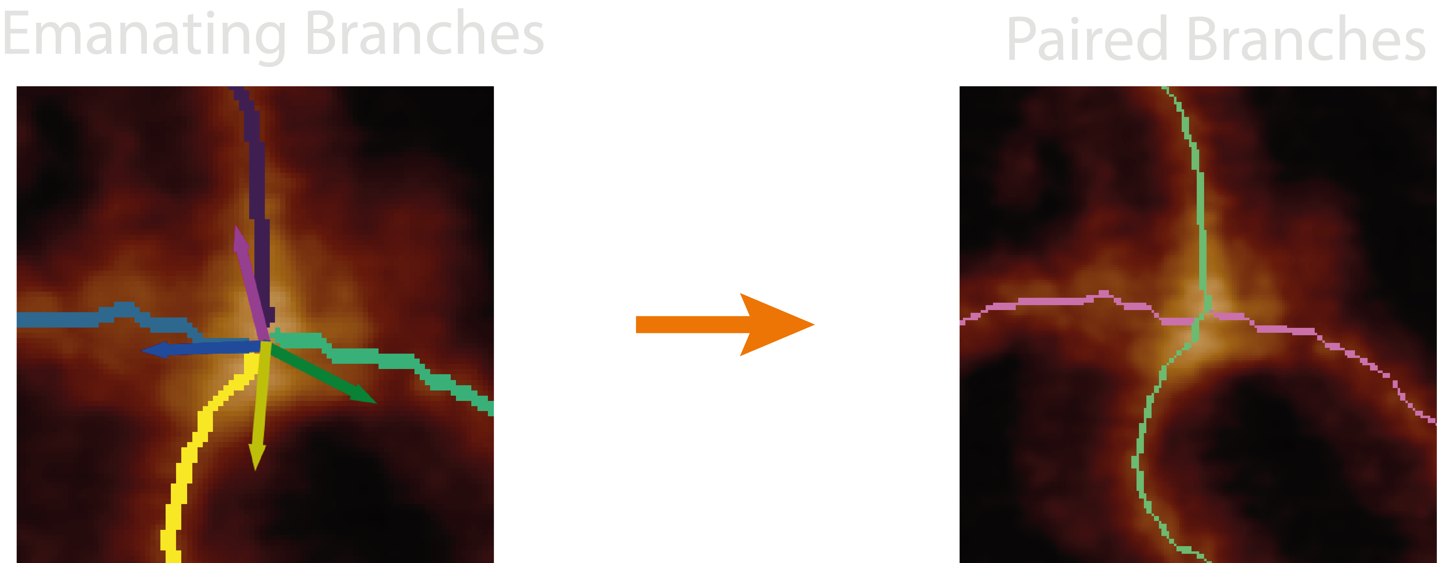 paring vectors overlaid onto the emanating branches